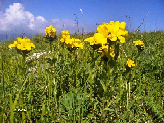 Linum a confronto